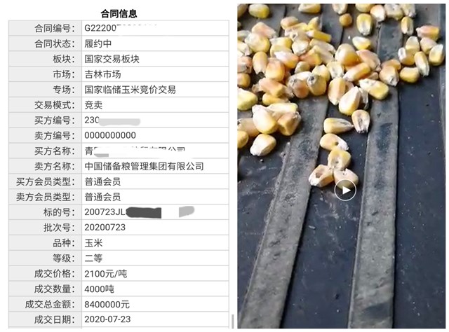 吉林一粮库竞拍玉米有大量虫眼