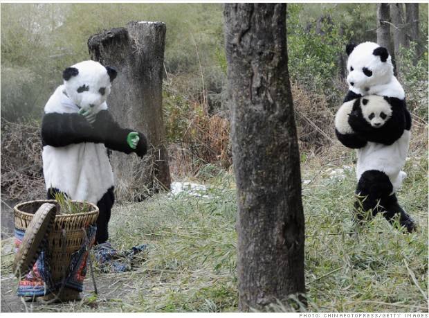 铂程斋--大熊猫租借业务是如何运作的