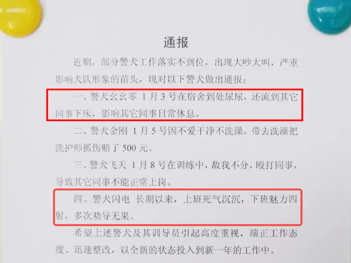 警犬被通报：上班死气沉沉、下班魅力四射_https://www.izongheng.net_影像记录_第1张